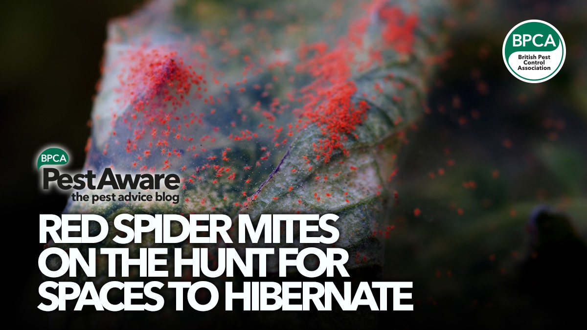 pest-aware-red-spider-mites-hibernate-hero pest-aware-red-spider-mites-hibernate-hero